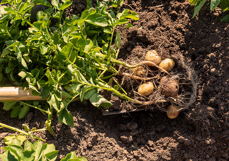 Bio-Familie-Rheinhessen – Bild Kartoffeln